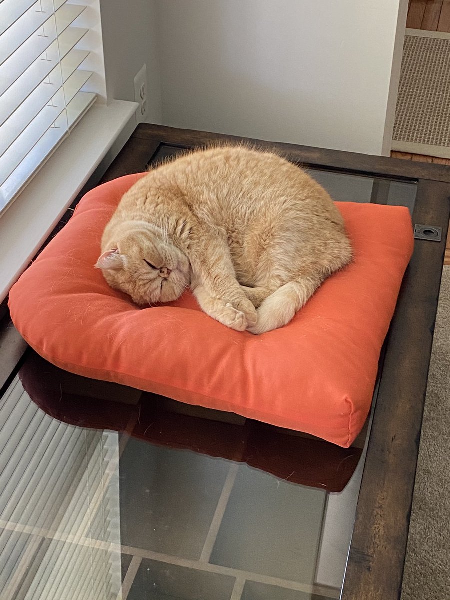 Spirit Week - Fur Babies!  My cat Clementine comes to work with me everyday (but she doesn’t get much done). <a href="/BonnieBraeES/">Bonnie Brae ES</a> #scottiepride