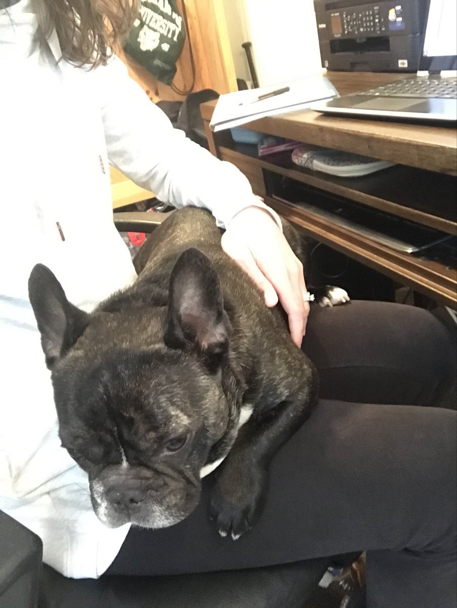 KatieStCyr2's tweet photo. Pet therapy makes #WFH a little easier #frenchbulldog #Bcsdpets #FrenchBulldogsOfTwitter https://t.co/ReWyPE8ztV