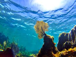 UCSBenioffOcean's tweet photo. "Without a healthy ocean, there would be no life on Earth as we know it"

As the #health of the #ocean continues to decline, we need to reach the goal of 30% protection by 2030 

#30x30 #MPA  
https://t.co/Gc19kjljqI https://t.co/8VZW0WdKIX
