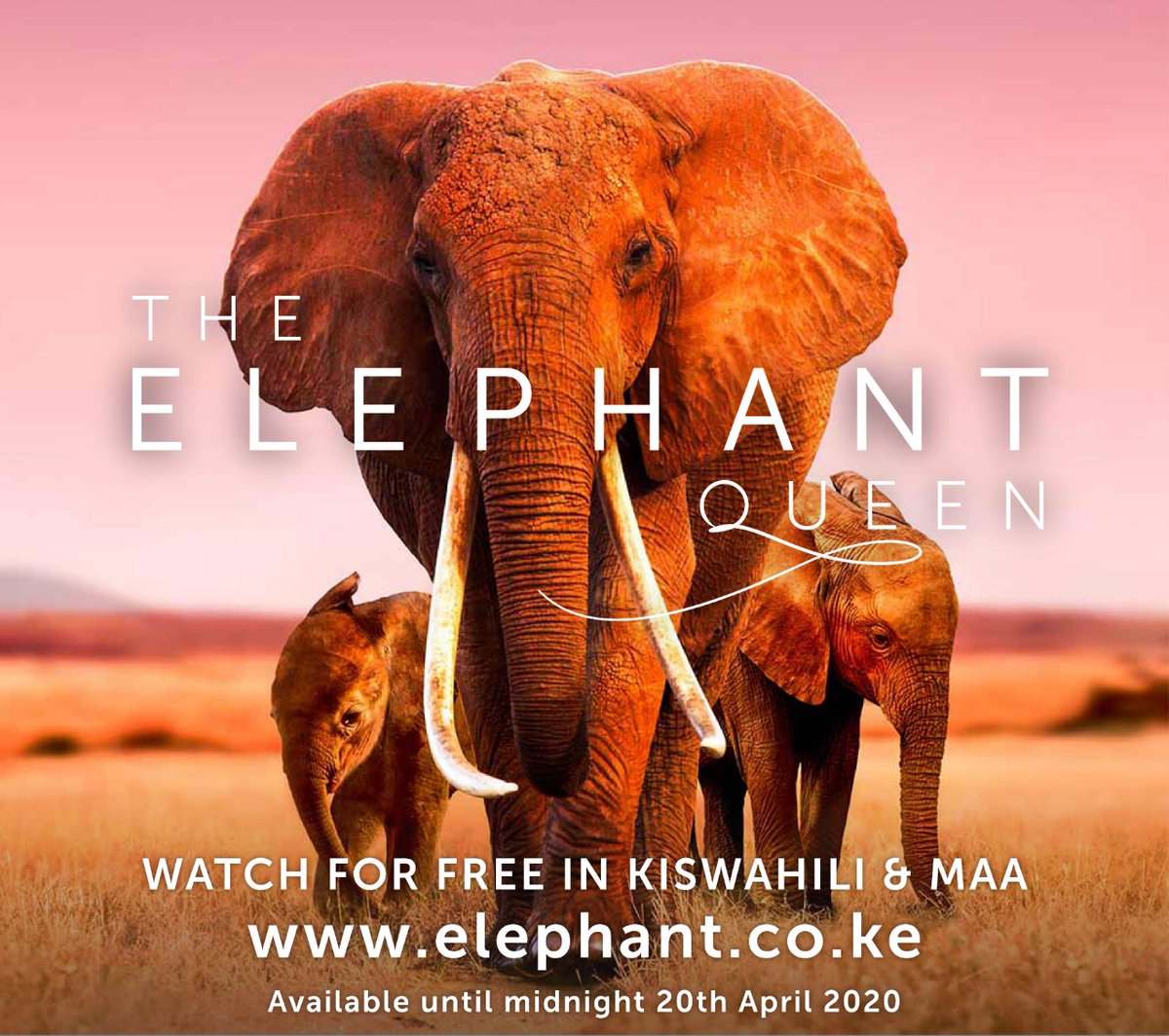 WildlifeWorks's tweet photo. Experience the incredible story of the elephant queen Athena and her courageous efforts to protect her loved ones in the wilderness. The film is available on the Kenyan website https://t.co/xqf8jNN5JW until 20th April. Don’t miss out!
#saynotopoaching 
#ivoryfree https://t.co/1HWO57R9nk