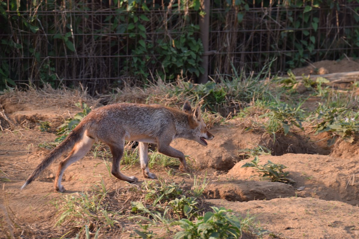 トラねこ しっぽ細い 東武動物公園 ホンドギツネ