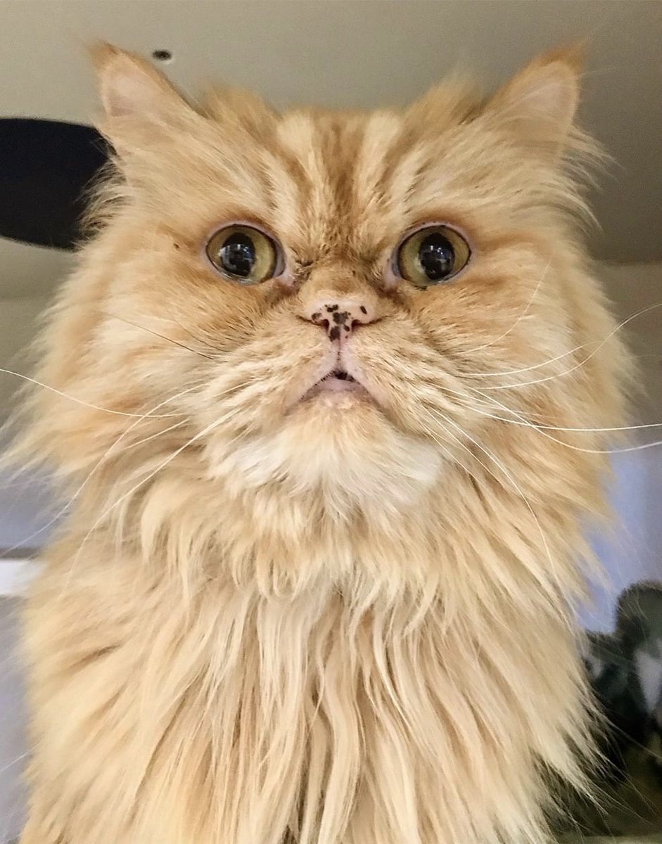 LollypopFarm's tweet photo. Remember Toby? 😻 This handsome 10-year-old #PersianCat is still looking for a home. Thanks to a generous donor, he can go home with his adopter for free! Learn more about Toby and make an appointment to meet him: https://t.co/sNMSQrSwl2. #AdoptToby #LollypopFarm #Roc https://t.co/5PvTNcEXS3