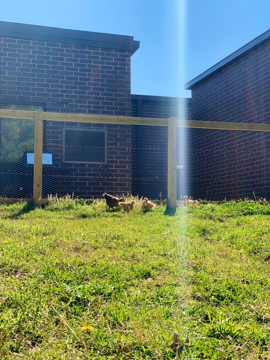 MrsMcBrideTN's tweet photo. How am I spending my quarantine time? Laying in the grass working on my chicken photography skills. #ChickenUpdate @SmyrnaBulldog https://t.co/EVgNvmlRmt