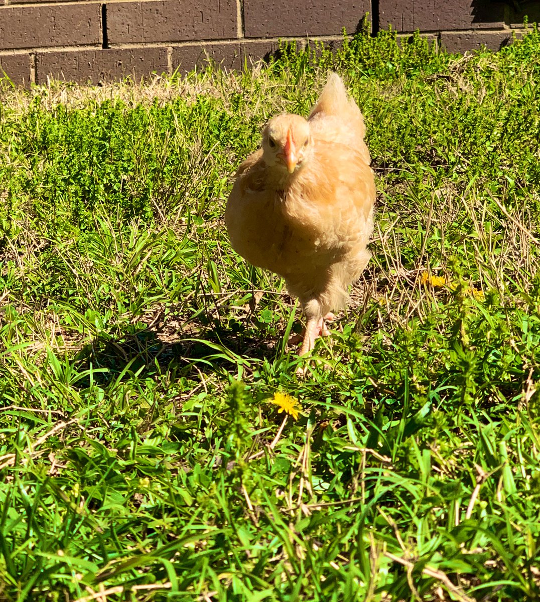MrsMcBrideTN's tweet photo. How am I spending my quarantine time? Laying in the grass working on my chicken photography skills. #ChickenUpdate @SmyrnaBulldog https://t.co/EVgNvmlRmt