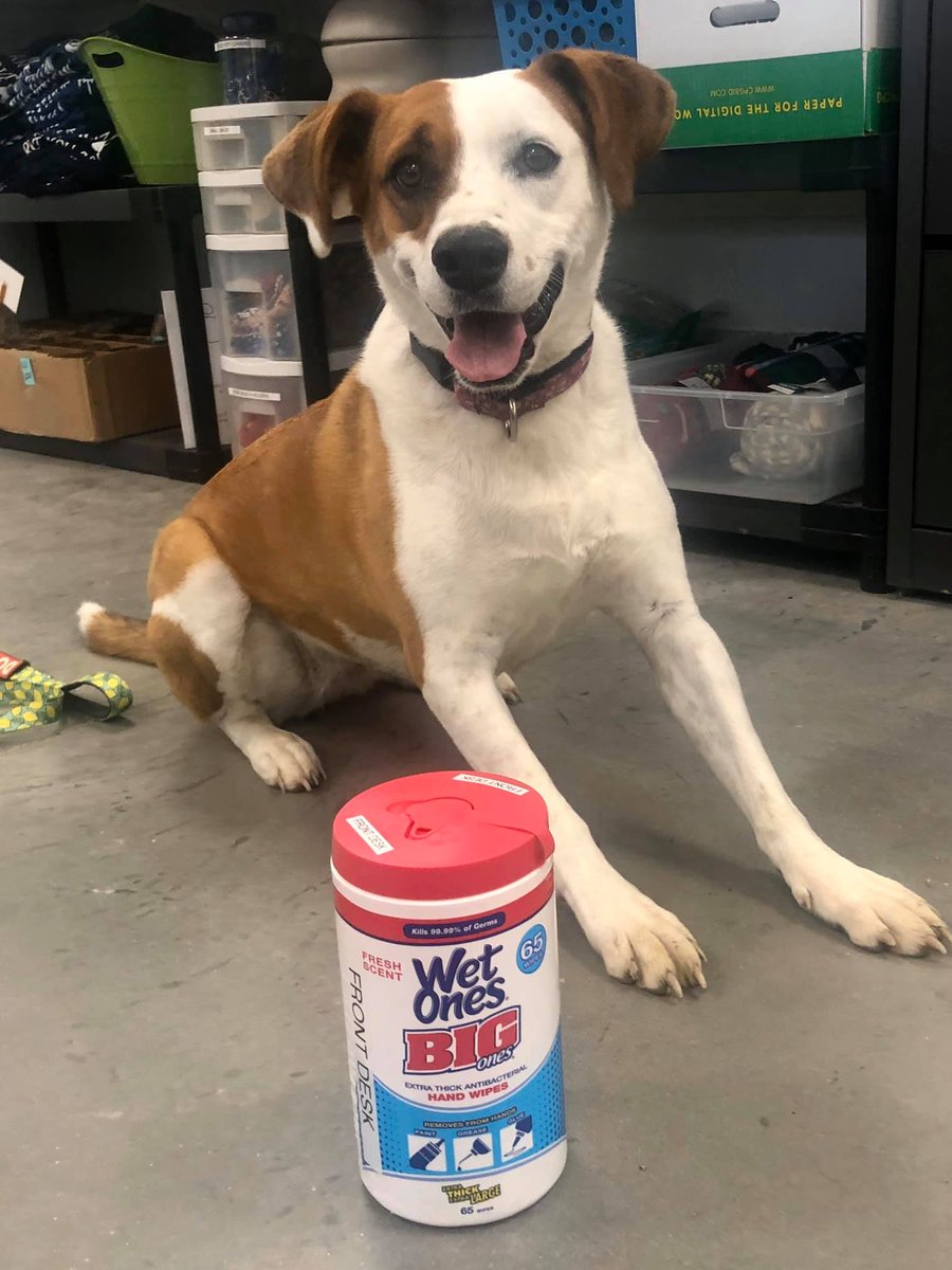 PopeMemorialNH's tweet photo. Molly wants to remind everyone to stay safe and sanitize. She’s in charge of the Wet Ones today! https://t.co/5mZL3IBq4U