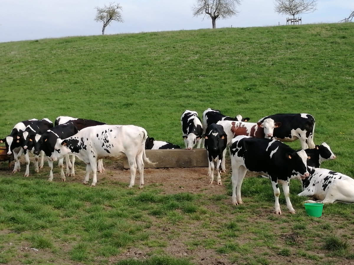 LairNicolas's tweet photo. Ne pas croire que pâturage = simplicité en génisse, c'est tout l'inverse-> Fourrage extrêmement variable dans ses valeurs alimentaires-> Oblige à plus de contrôles pour tenir les objectifs croissances et coûts de ration-> donc plus de pesées #génisses @seenovia @laGenisse_See https://t.co/eTm4h6t2oN