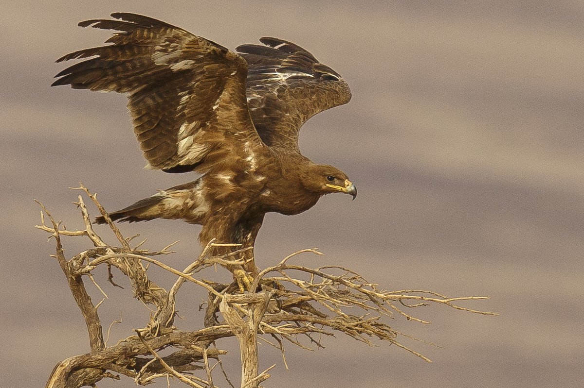 BirdLifeEurope's tweet photo. How do you bring together 30 worldwide teams in a bird-watching competition when the world’s watchword is #StayatHome? At #COTF20, the #FlywayFamily raised $42K to protect the Steppe Eagle! 👏👏👏 #SteppeUpForEagles https://t.co/ZPhoSCM9Yu https://t.co/bFxnc72cei