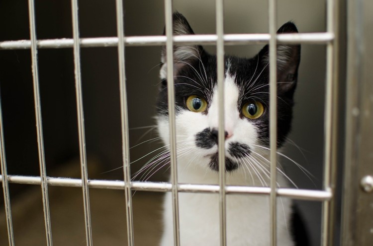 TheMeowPlace's tweet photo. Some important updates on #cats and the #coronavirus. [REVISED ARTICLE] https://t.co/wjvvAmbvUm https://t.co/WTBdes1JOD