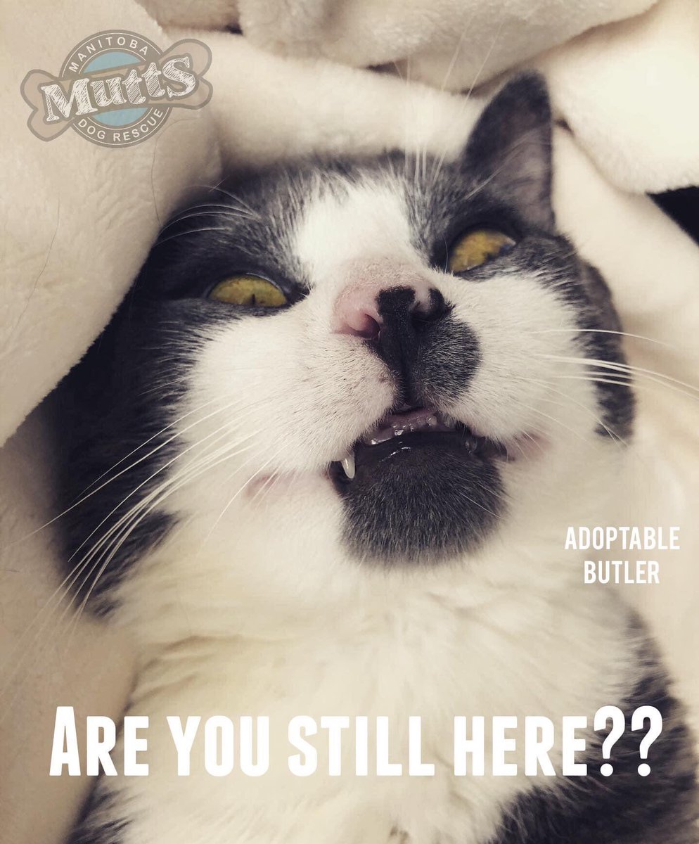 ManitobaMutts's tweet image. Quarantine cat says...

#Purrsday
#manitobamuttsdogrescue
#yeswehavecats
#crazyeyes
#adoptable