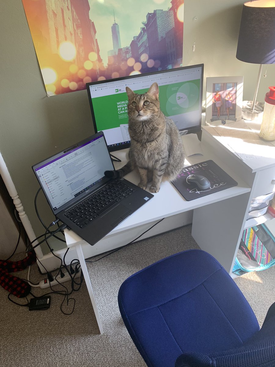 RudyTiger4's tweet photo. Some may say I’m a ‘hands-on’ assistant to my mom 📝🐯 https://t.co/dw75dBJsSY