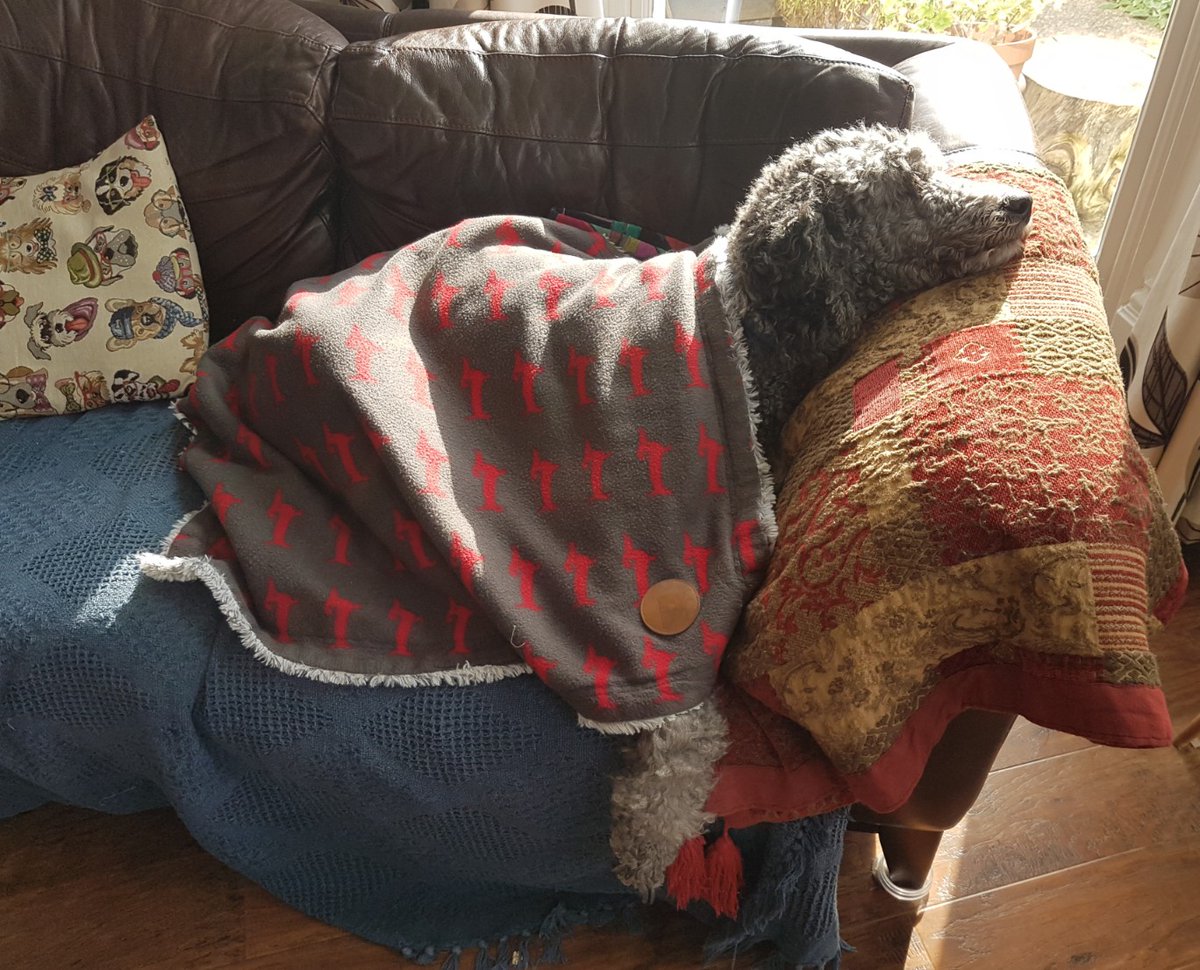 MrDAJS's tweet photo. Just a HUGE #Thankyou to all my #friends and #furpalls who wished me #HappyBirthday ... I had a wonderful time and feel very #loved 💞

Having a quiet day to recover from the fun today
#poodle #dogsoftwitter https://t.co/lgLao4M7XS