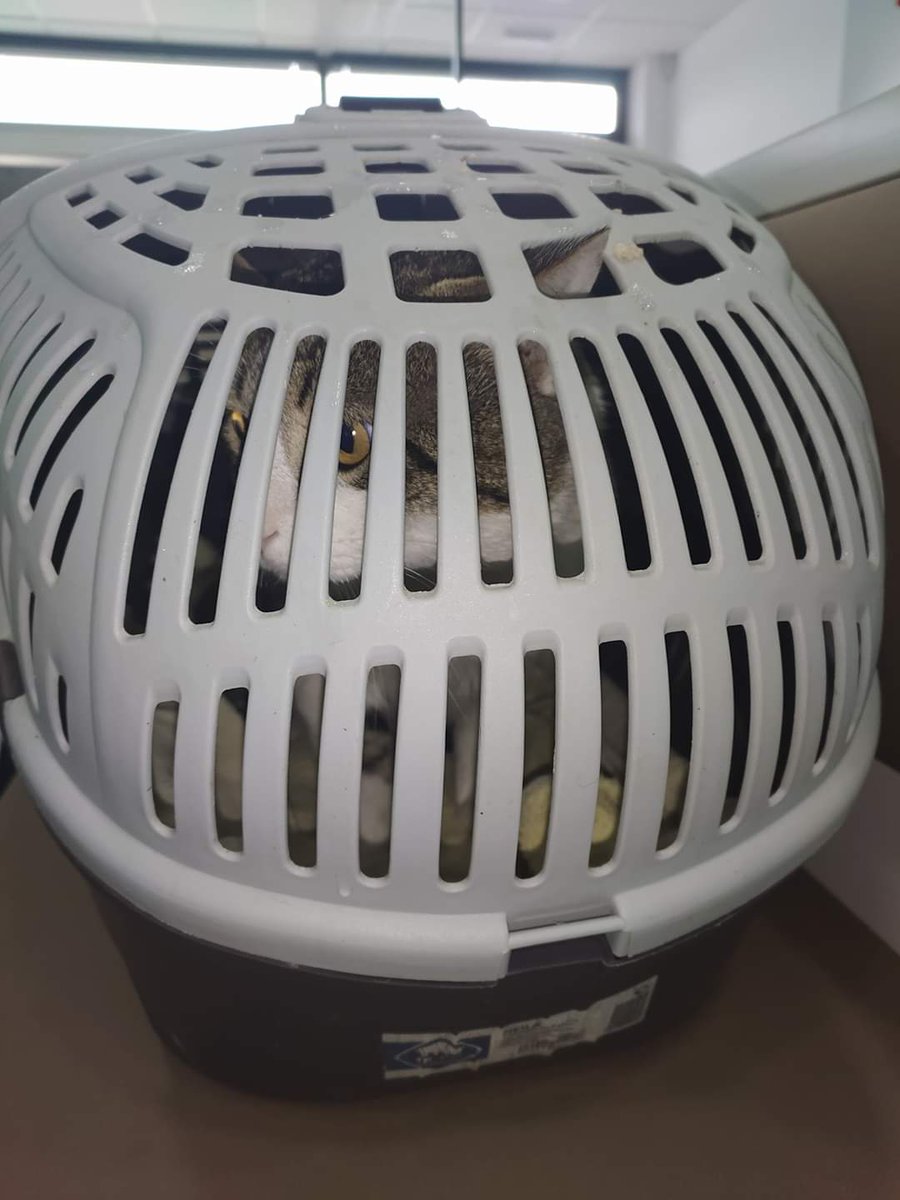 Procuas Sevilla tweet media