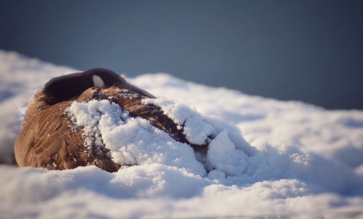 heidilikeswine's tweet photo. This mama goose has endured: wind gusts of 60mph, sideways rain, golf ball sized hail, and now waking up covered in snow. The things she does for her kids! #thursdaymorning #clevelandsnow #canadageese #mamagoose https://t.co/YjYgGcHLXN