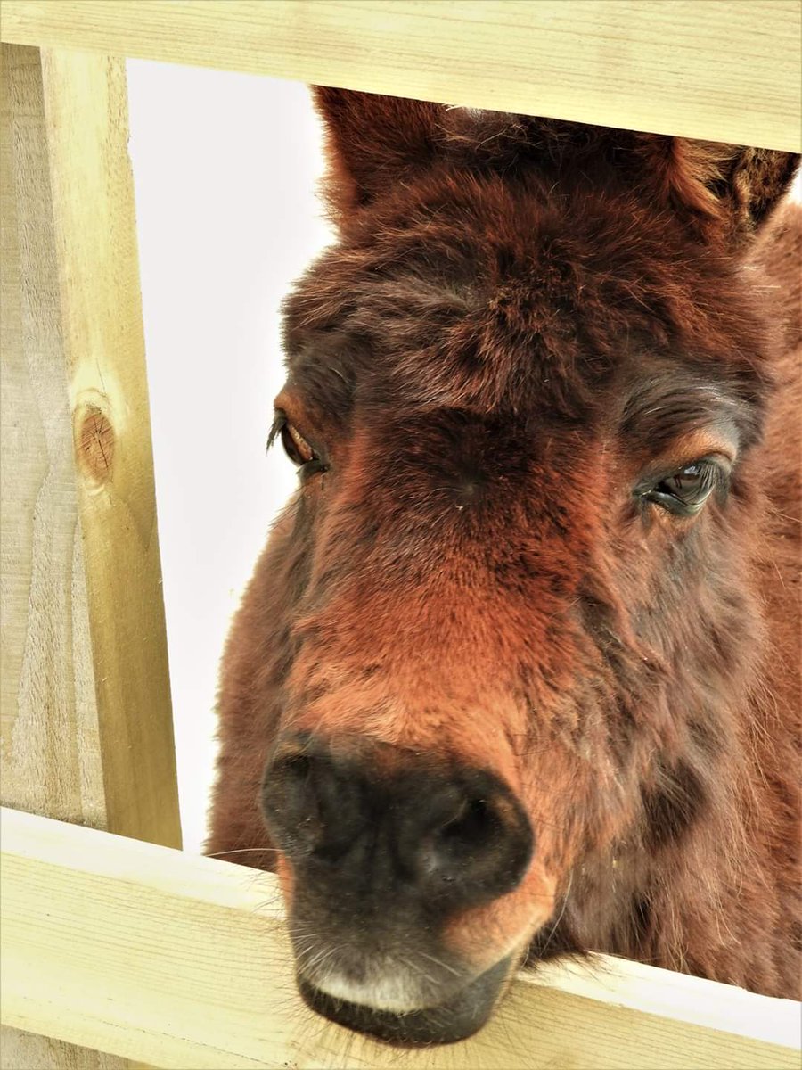 Tiny Tinkerbelle, our exquisite miniature mule (donkey father, pony mother) who has dwarfism.  So sweet and friendly, how can you not fall in love with her? ❤️💞❤️💞
flickafoundation.org.uk/tinkerbelle #donkeys #mules #charity #sanctuary #cornwall #donkeyaday