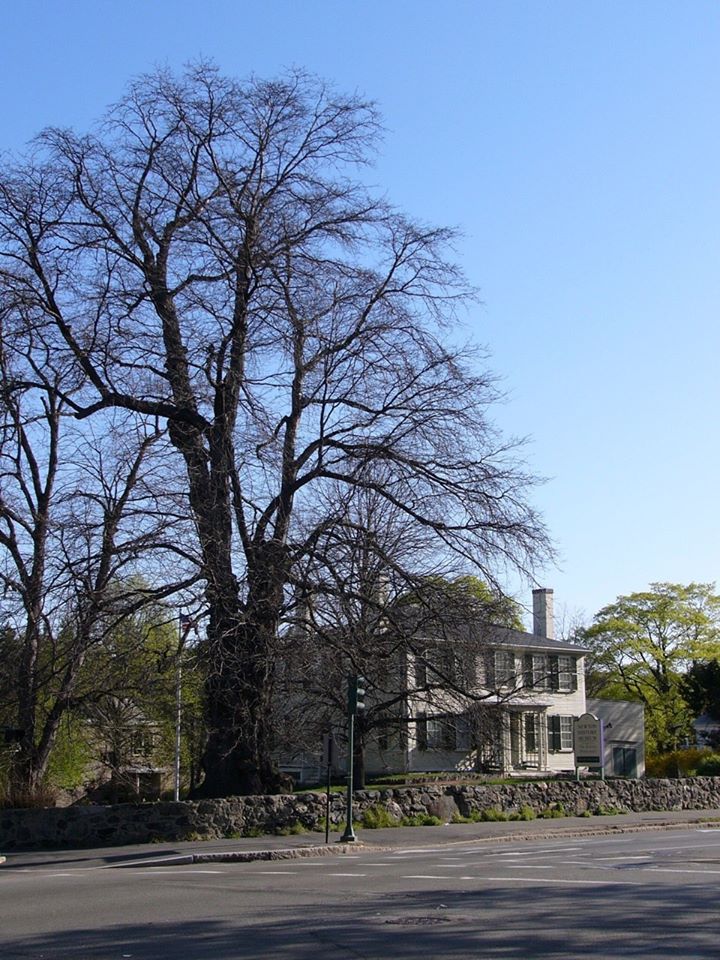 HistoricNewton's tweet photo. We lost a landmark #locust #tree at the #JacksonHomestead in #NewtonMa the #windstorm this week. It was planted in the #1770s, making it about 250 years old. https://t.co/MGpHtjWhI1