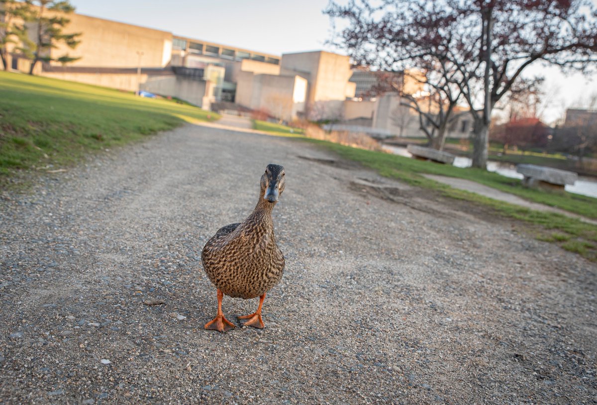 UMassAmherst's tweet photo. We miss the ducks (and we think they miss you!) 🦆 https://t.co/TXWaqSbUHQ