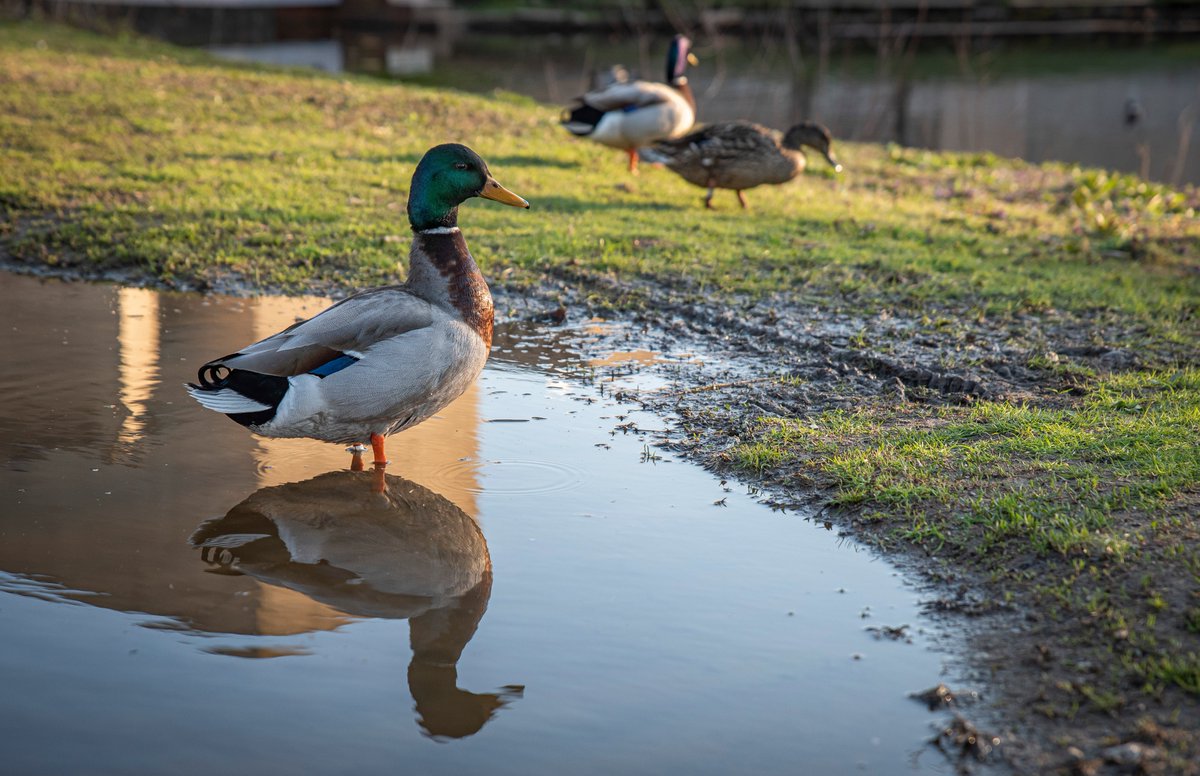 UMassAmherst's tweet photo. We miss the ducks (and we think they miss you!) 🦆 https://t.co/TXWaqSbUHQ