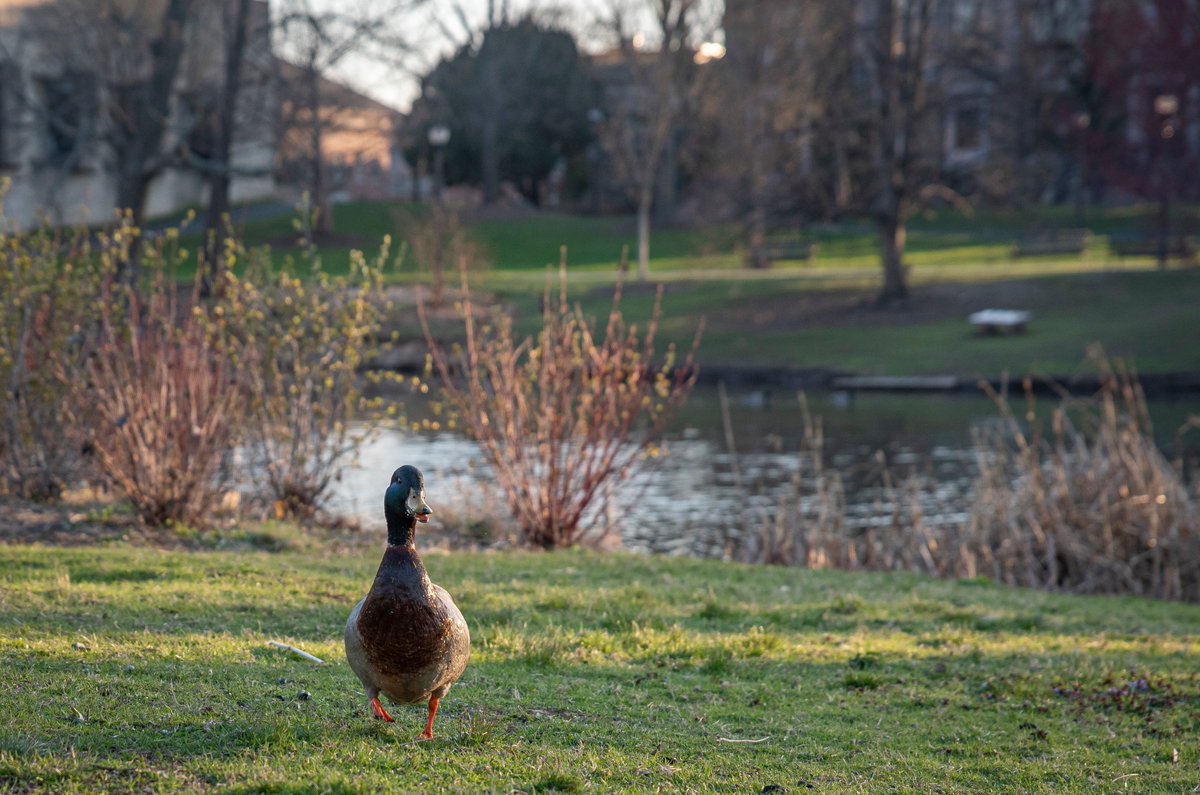 UMassAmherst's tweet photo. We miss the ducks (and we think they miss you!) 🦆 https://t.co/TXWaqSbUHQ