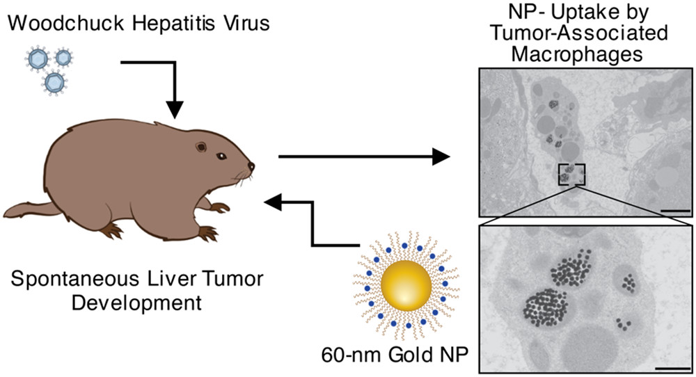ACS Nano tweet media