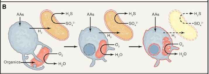 DEEMteam_Orsay's tweet photo. We have just published in @CellCellPress a short note on some implications for #eukaryogenesis of the recent characterization by @hiro_imachi et al. of Prometheoarchaeum syntrophicum, the first isolated Asgard archaeon:

https://t.co/Tgc3wGU1tn https://t.co/s5lna5Btmv