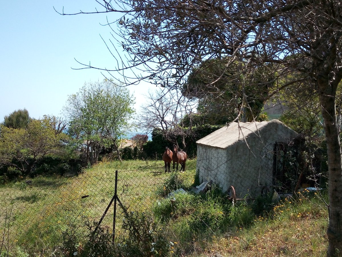 IAmKojak's tweet photo. My neighbour's horses.....#CotedAzurFrance #JeudiPhoto #blueskies #myneighbours https://t.co/I8gEw7R9P1