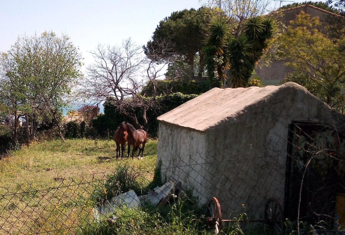 IAmKojak's tweet photo. My neighbour's horses.....#CotedAzurFrance #JeudiPhoto #blueskies #myneighbours https://t.co/I8gEw7R9P1