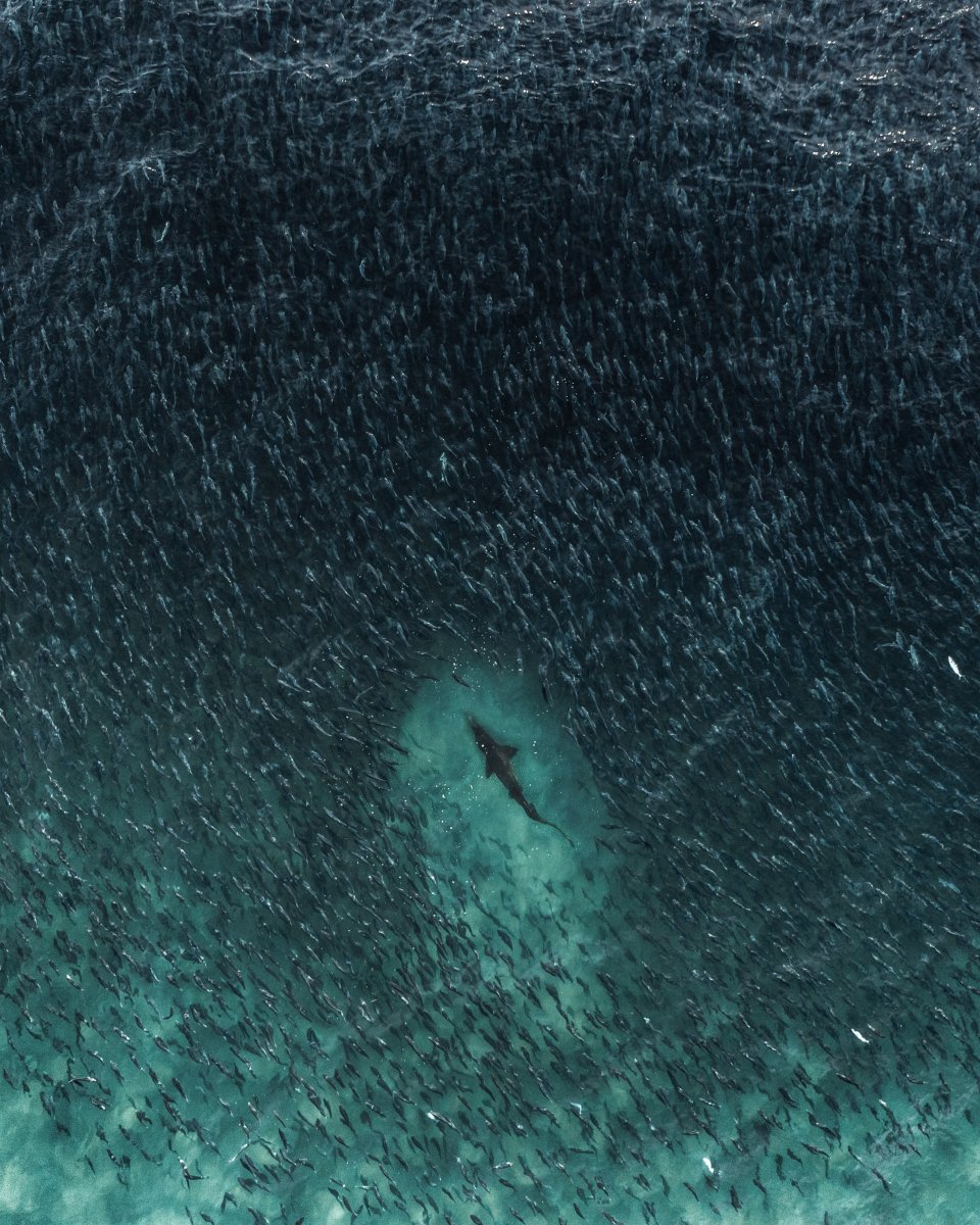 DJIGlobal's tweet photo. It's been over a year since @benmack_ showed off Australia's beauty with these stunning shots taken on his his Mavic 2 Pro &amp; Phantom 4 Pro! #POTD 📸🇦🇺

What are some of your favourite photos to look back on? Show them off down below! #ThrowbackThursday 👇 https://t.co/3k6FgRbgTK