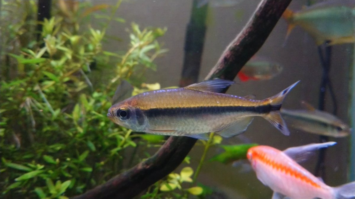 雫 15 レッドチェリーコンゴテトラ ムバンダカ とにかく赤い 今まで何匹かレッドチェリーコンゴテトラは買ったけど 群を抜いて赤い T Co Ku6whtdwpj Twitter
