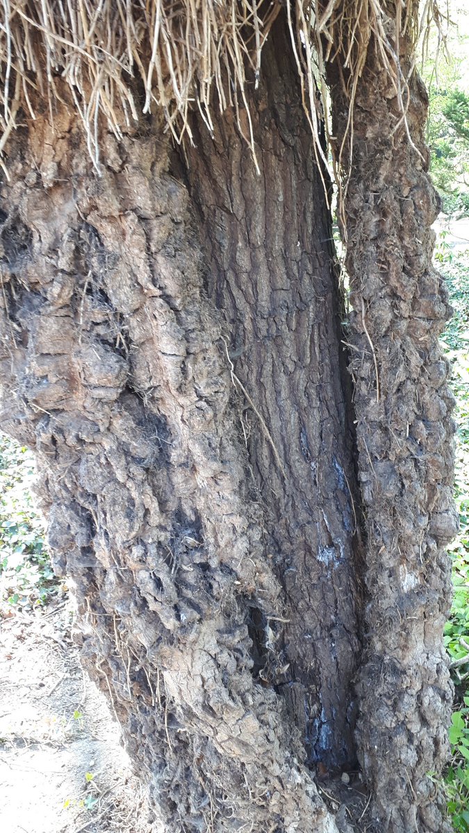 JanWill80178048's tweet photo. Bomen en klimop gaan prima samen. De klimop wedijvert zelfs qua grilligheid vd schors met de eik. Ik kon  gewoon een boomveiligheidscontrole uitvoeren rond de stam. En boven mij was, het een Eldorado voor  de fauna (Begrplts Crooswijk) https://t.co/P80FNKT2V9