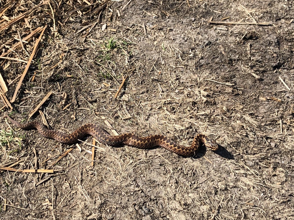Adder basking on a path today in School Knott plantation, Cumbria.