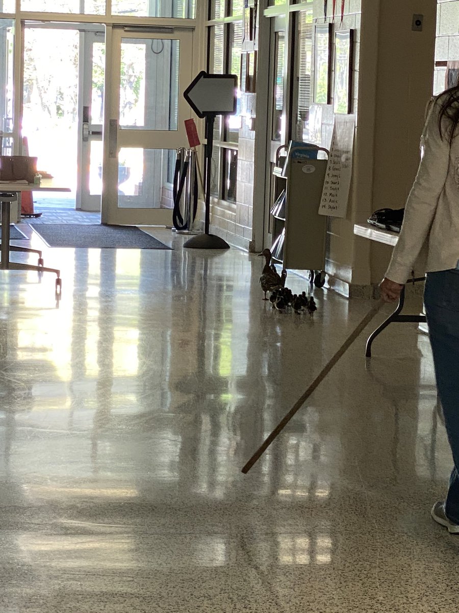 RobynBacker's tweet image. Even in the midst of a pandemic, there is never a dull moment in a school building! Saving a momma duck and her ducklings 🦆🐥🐥🐥#vbalwayslearning