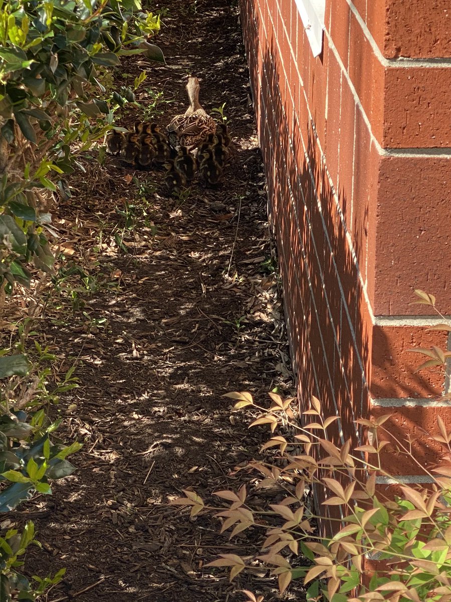 RobynBacker's tweet image. Even in the midst of a pandemic, there is never a dull moment in a school building! Saving a momma duck and her ducklings 🦆🐥🐥🐥#vbalwayslearning