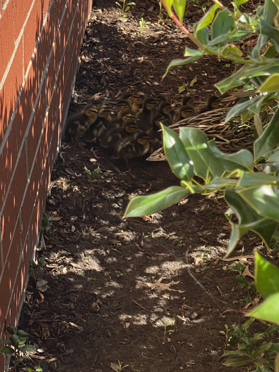 RobynBacker's tweet image. Even in the midst of a pandemic, there is never a dull moment in a school building! Saving a momma duck and her ducklings 🦆🐥🐥🐥#vbalwayslearning