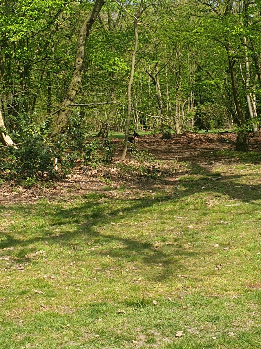 mrs_fairbairn's tweet image. A new take on @whereswally : #whereswhippet? 👀 Can you spot her? 😁 
#dogsoftwitter