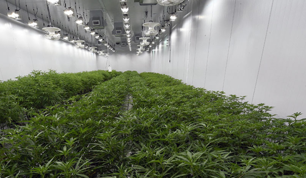 ToxinRid's tweet photo. “Advocates are pushing ballot referendums in nearly a dozen states, from Idaho to New Jersey.”
#medicalmarijuana #marijuana #legalizingmarijuana #marijuanalegalization #Cannabis #testclear #NewJersey #Idaho #recreationalmarijuana #hemp
Source:
https://t.co/OR80KFkMgA https://t.co/JSLCmnTzVh