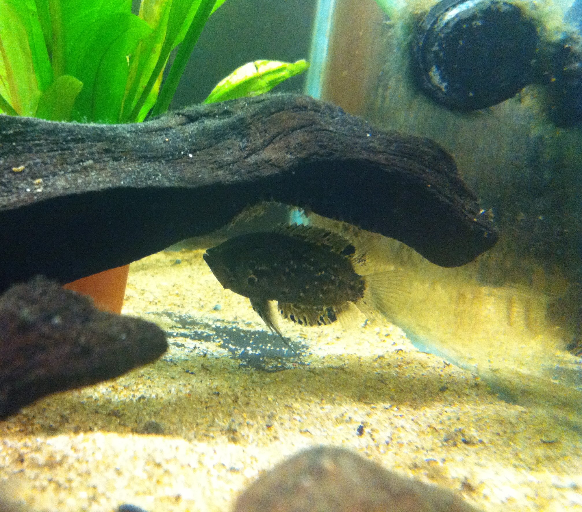 アクアライフ山田 8 ションブルギーリーフフィッシュ いわゆるポリセントラス 本家リーフフィッシュよりかなり小さく 冷凍アカムシなんかも普通に食うので飼いやすいのもポイント高め 以前飼ってた個体は流木の下に産卵してたが残念ながら失敗 また挑戦