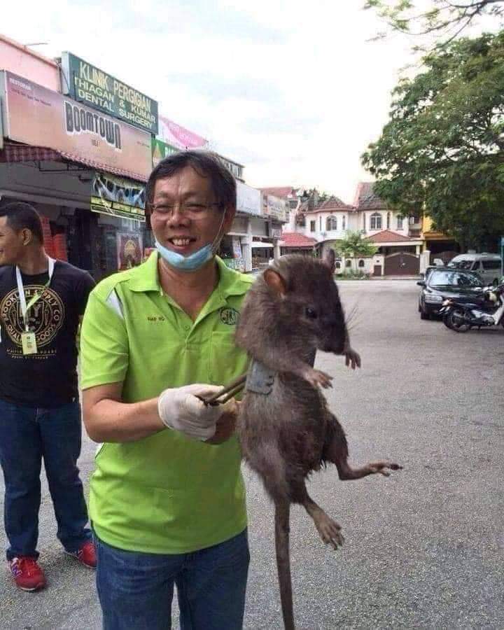 هياكلو المعلم رشدان (سلاحف النينجا)