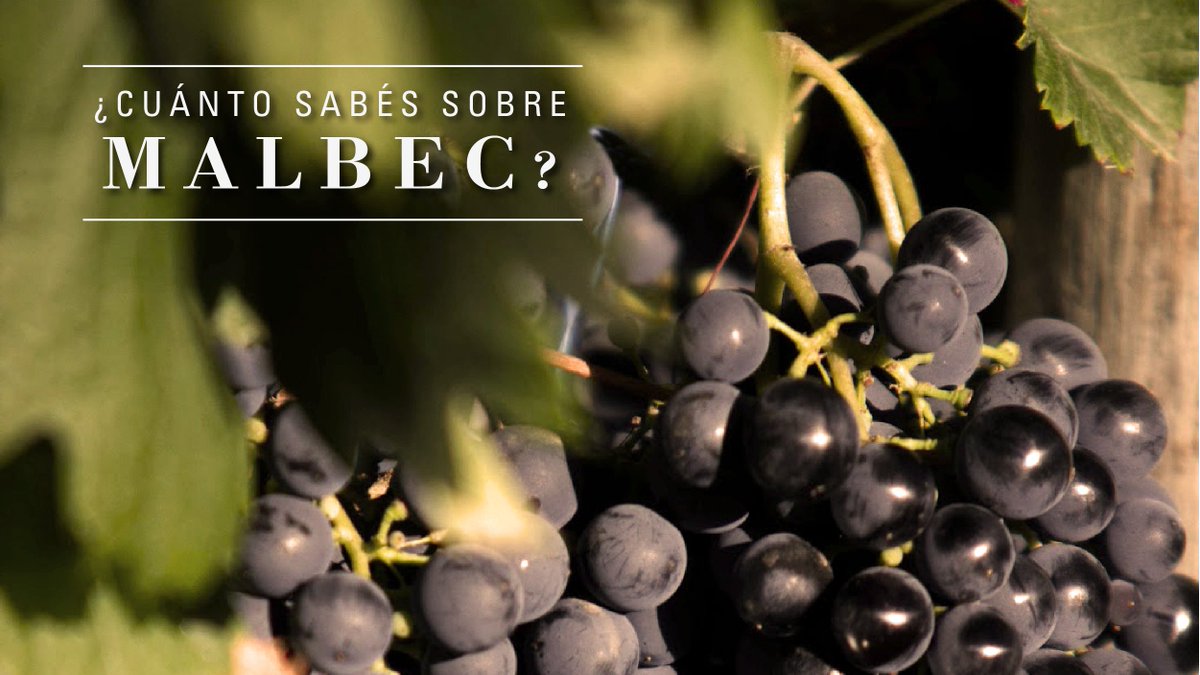 Palpitando el #MalbecWorldDay queremos saber cuánto sabes sobre nuestra cepa insignia. Hoy estaremos conociendo un poco más de ella para celebrarla como se merece. #MalbecArgentino