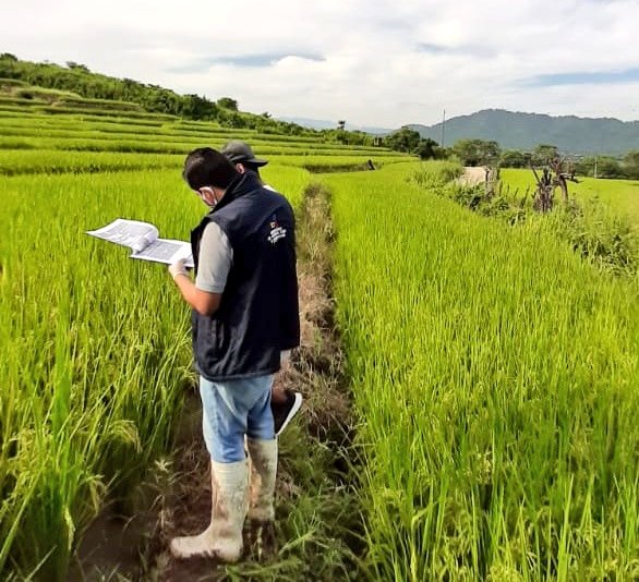 #Macará | El MAG continúa con la entrega de los certificados para la movilización de productos agrícolas del productor y comerciante en zonas de frontera, para el cultivo de arroz; para mayor información pueden comunicarse, en Macará al 0968598779 #ElAgroTrabaja
