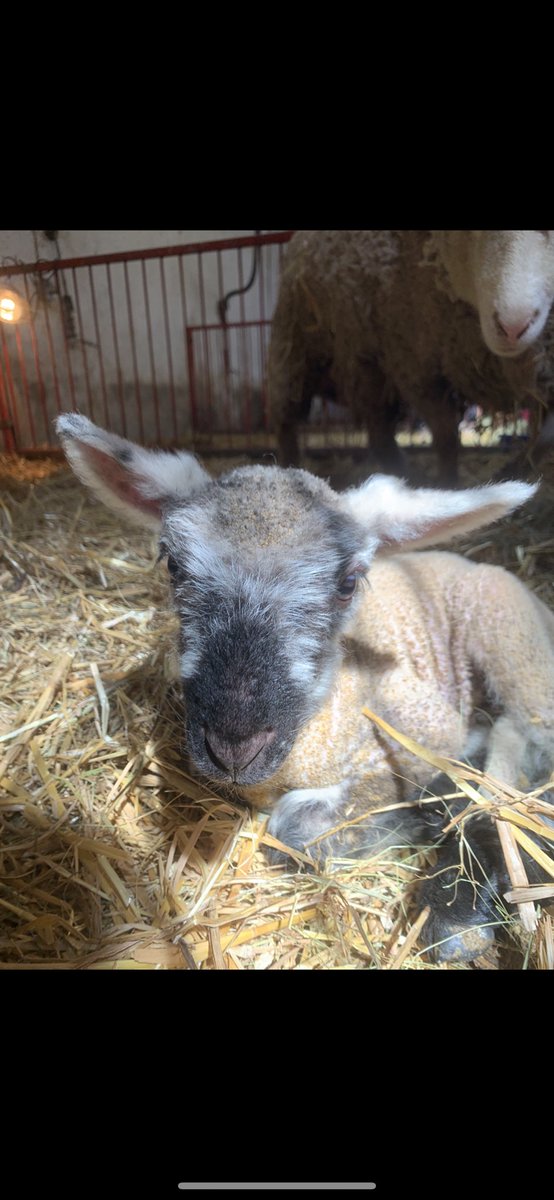 DSMFFA's tweet photo. Hey, Ewe! The Des Moines FFA barn is growing with the arrival of spring babies!! https://t.co/JrPQ3bxJqo