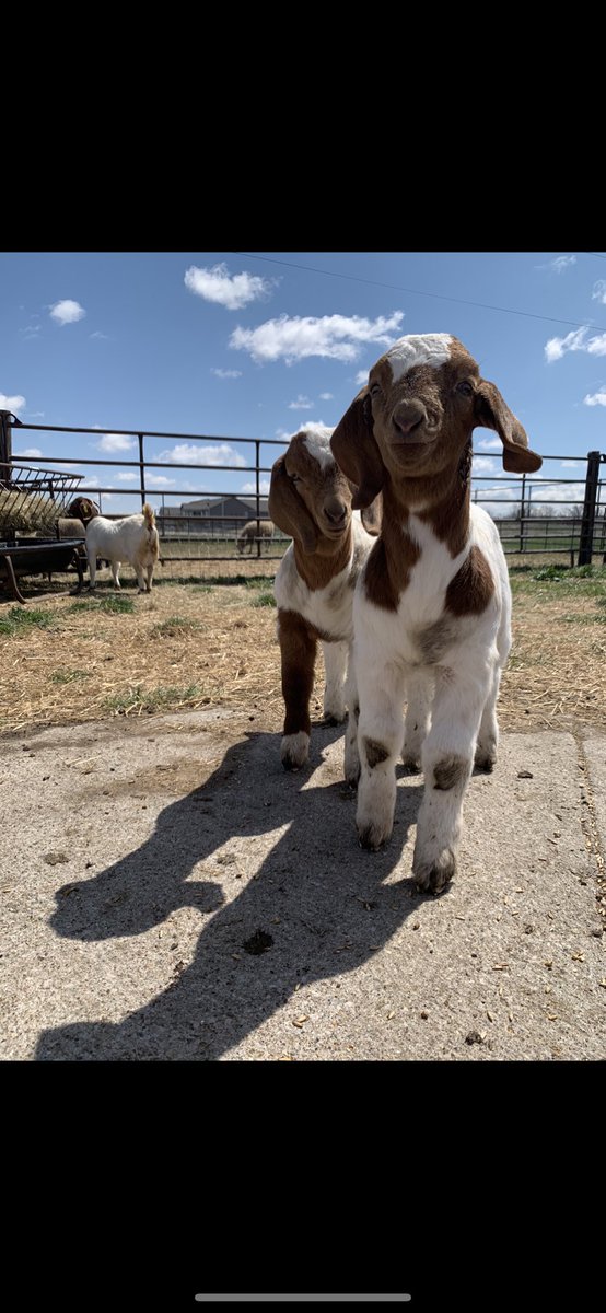 DSMFFA's tweet photo. Hey, Ewe! The Des Moines FFA barn is growing with the arrival of spring babies!! https://t.co/JrPQ3bxJqo