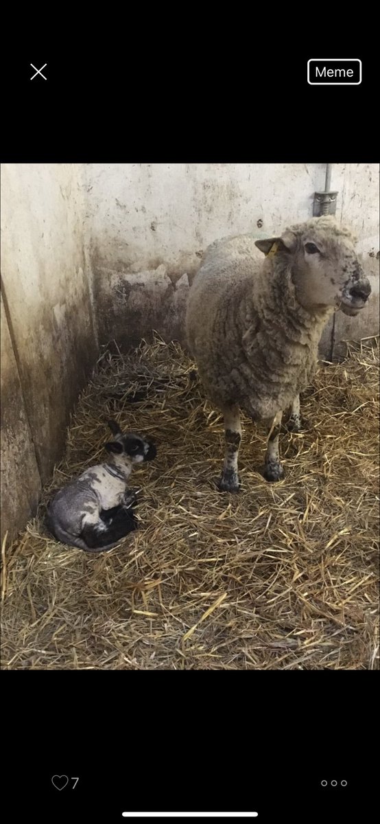 Hey, Ewe! The Des Moines FFA barn is growing with the arrival of spring babies!!