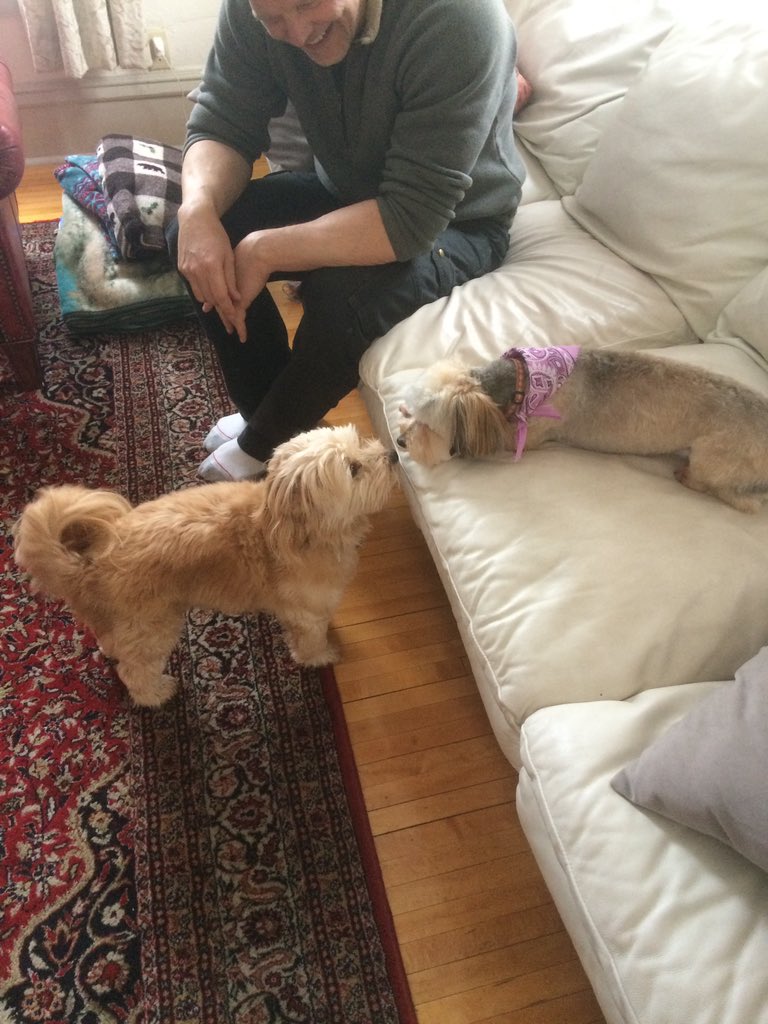 DoubleU_illo's tweet photo. my dad 4 months ago: we are not getting a second dog!!! I don’t even like small dogs.  

also my dad: awww where’s my little lady https://t.co/Y2LD3fbaPD