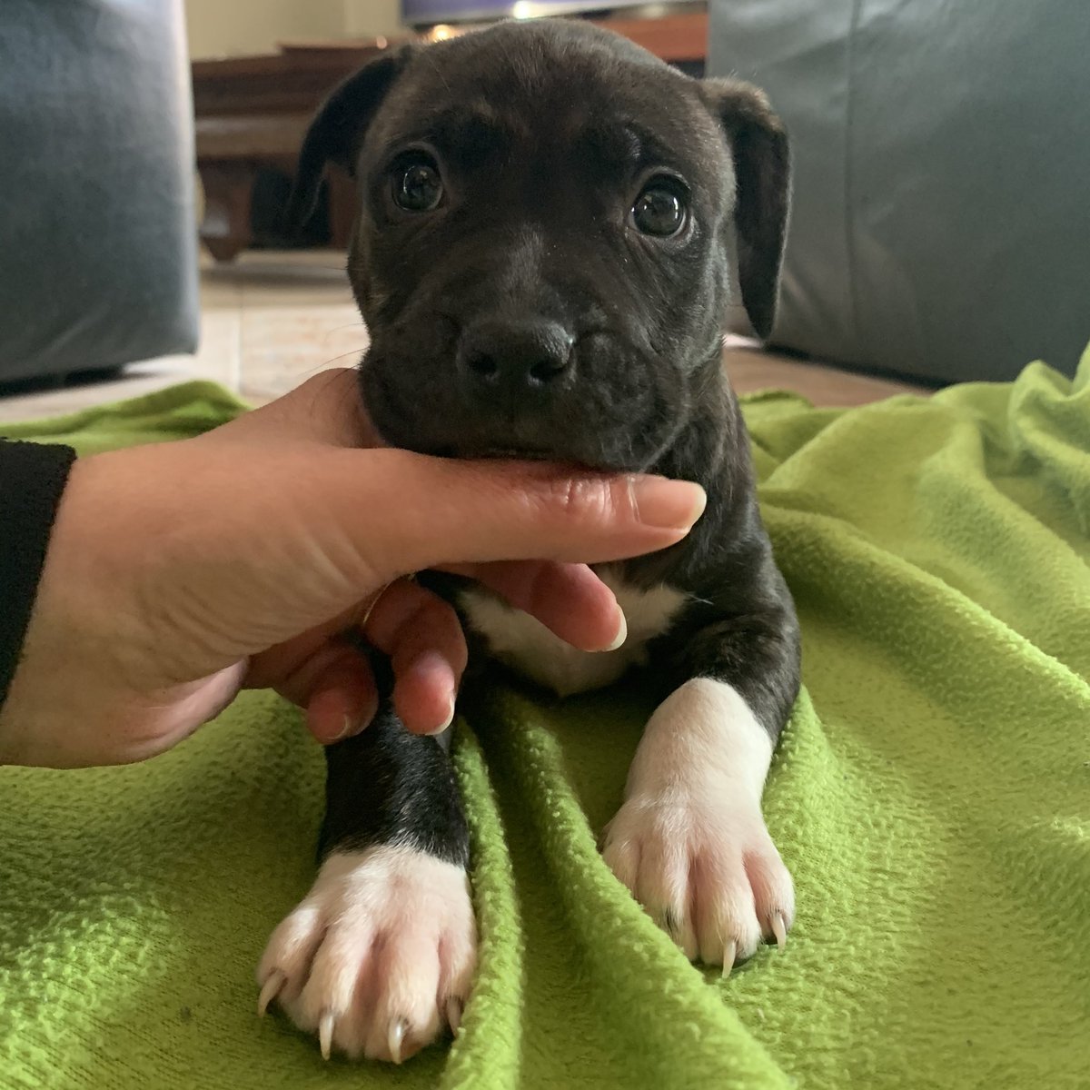 Guezmerr's tweet photo. Y’a une nouvelle dans la famille 😅 https://t.co/mGRMkHRRQW