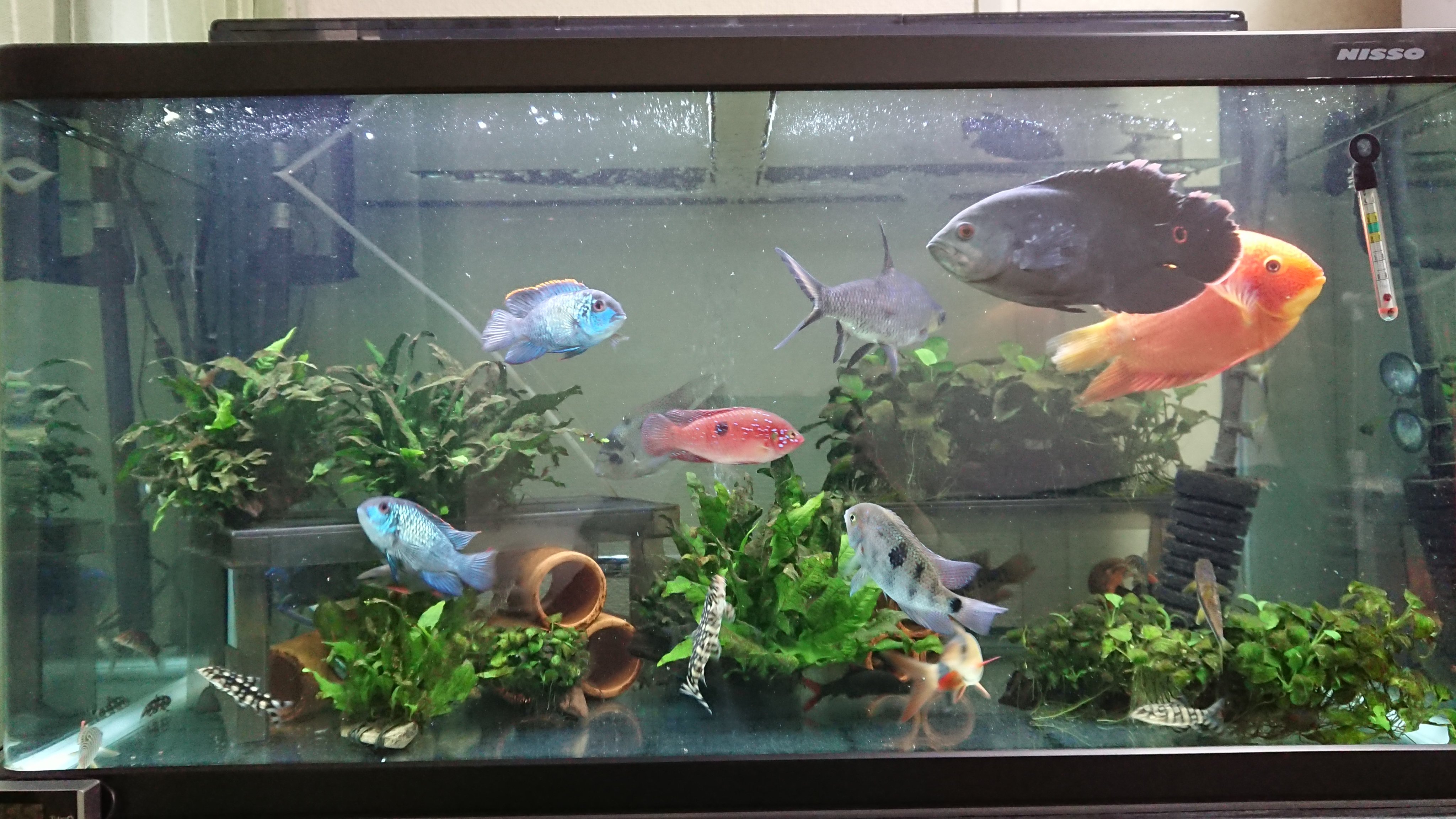 טוויטר Mamoru בטוויטר 先日 熱帯魚 達の為に 粘膜保護剤のプロテクトxを久しぶりに買いました ワイルド オスカーの傷は だいぶ回復してきました 後は ヒレの再生のみ アメリカンシクリッド 熱帯魚 アクアリウム T Co Vm4zzqj8wy