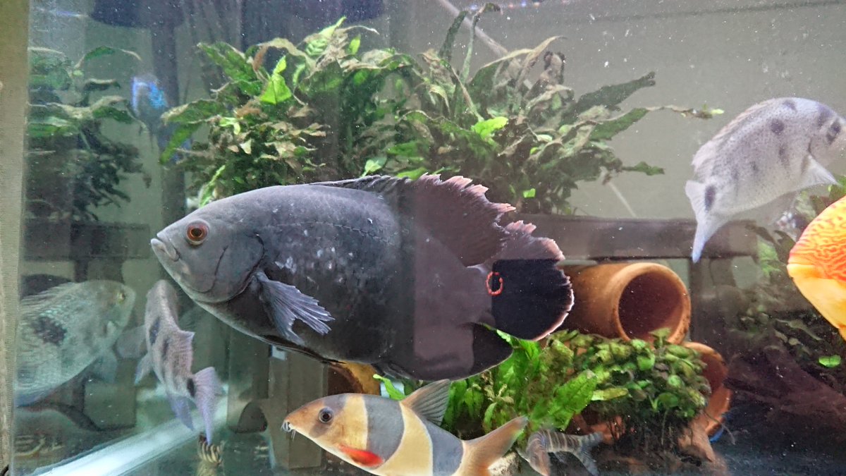 Mamoru בטוויטר 先日 熱帯魚 達の為に 粘膜保護剤のプロテクトxを久しぶりに買いました ワイルド オスカーの傷は だいぶ回復してきました 後は ヒレの再生のみ アメリカンシクリッド 熱帯魚 アクアリウム