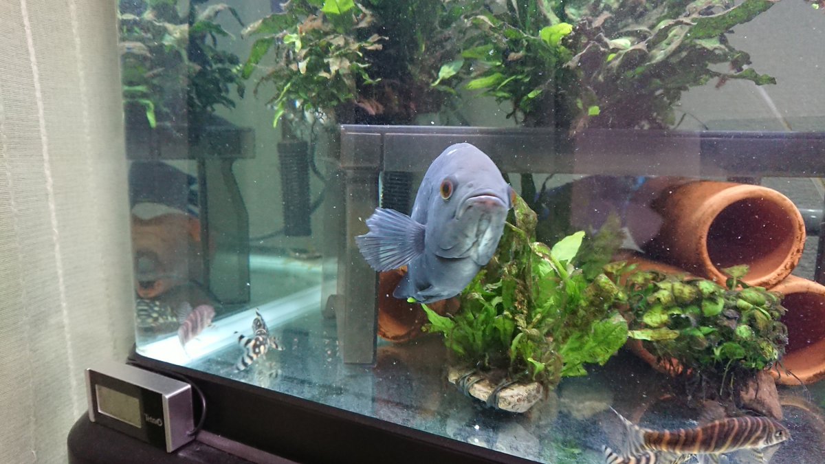 Mamoru בטוויטר 先日 熱帯魚 達の為に 粘膜保護剤のプロテクトxを久しぶりに買いました ワイルド オスカーの傷は だいぶ回復してきました 後は ヒレの再生のみ アメリカンシクリッド 熱帯魚 アクアリウム