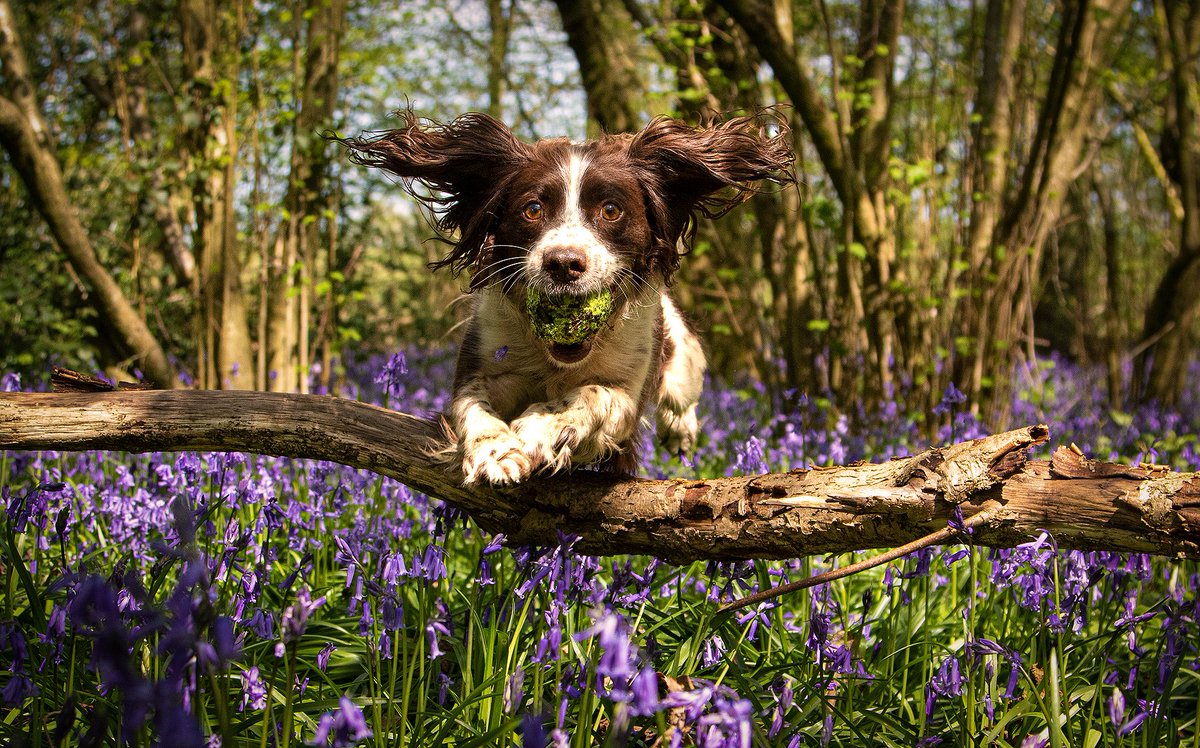 Enviro-Dogs tweet media