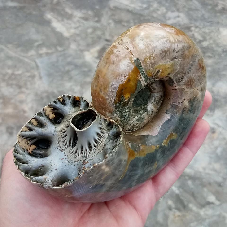 NitePep's tweet photo. Time to show the fractal building of an ammonite septum (Madagascaran Argonauticeras besairei). @SHNB_BSHNB @FemoraleShells @Ferpertier @MuseoGeominero https://t.co/7qdiGnsSER