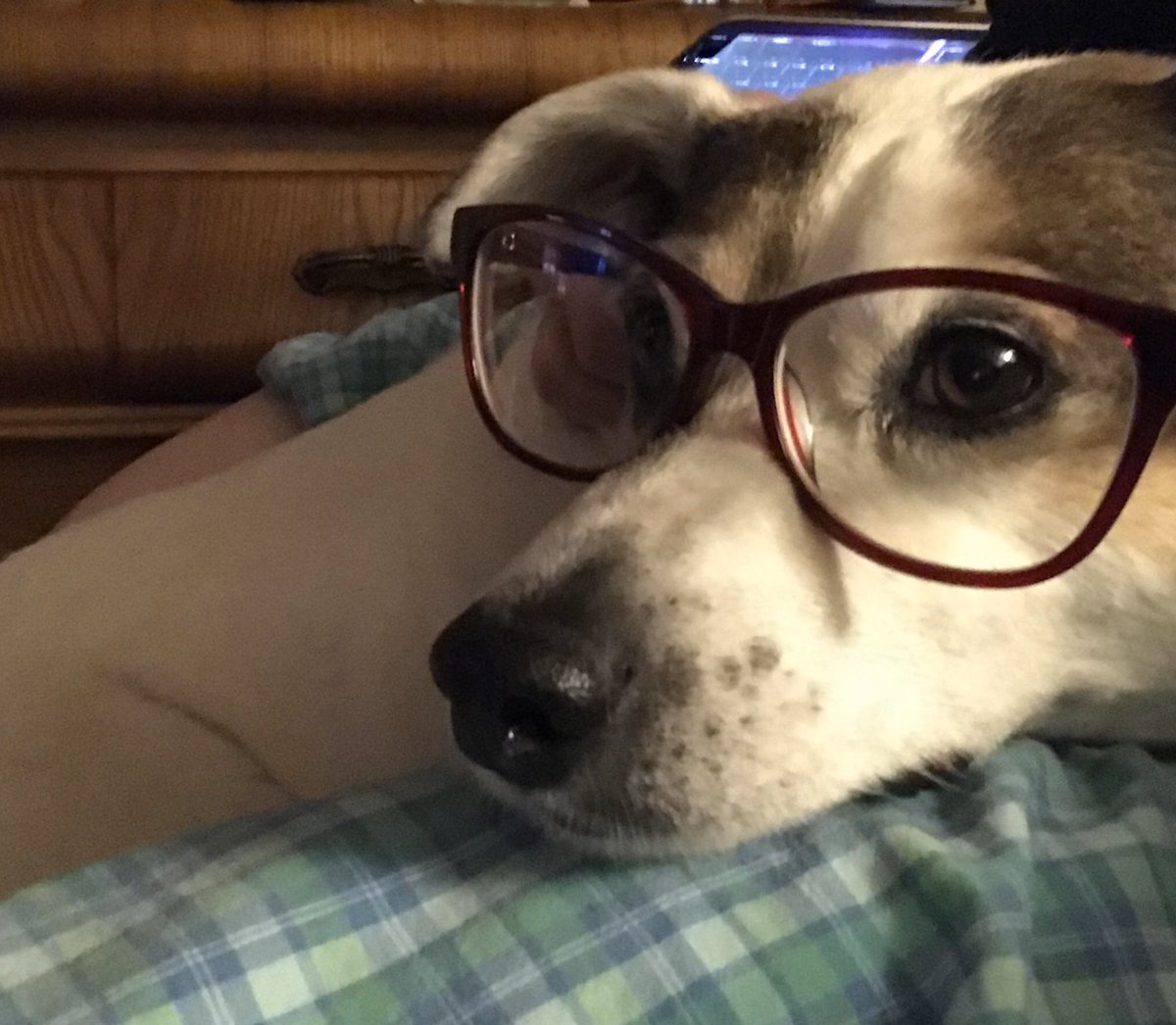 pattyheffley's tweet photo. @Romanoff2020 #DogsForRomanoff he’s smart and watches your town halls. Wants to meet the other dog but is practicing social distancing. https://t.co/jGf0op5LS9
